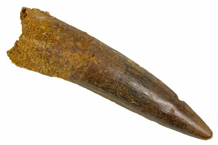 Fossil Spinosaurus Tooth - Real Dinosaur Tooth #305676